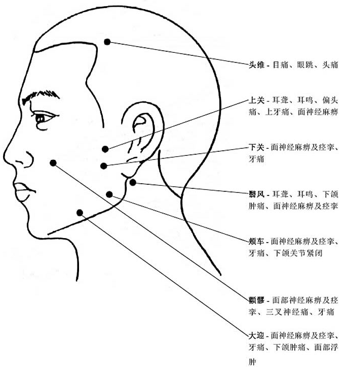 头部穴位