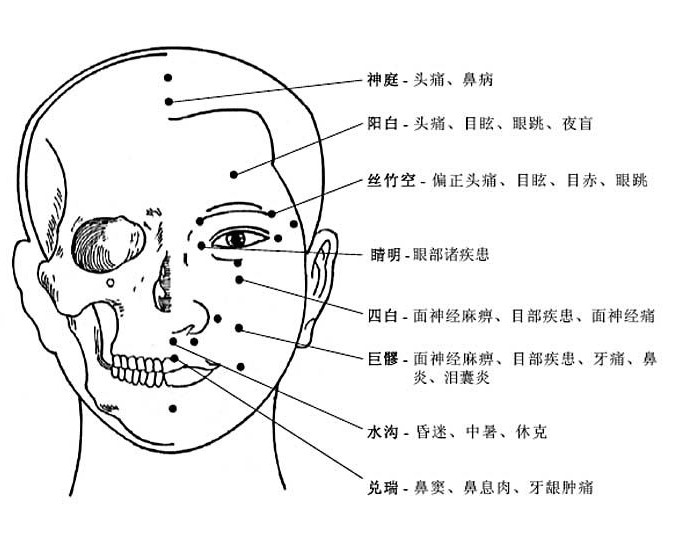 头部穴位