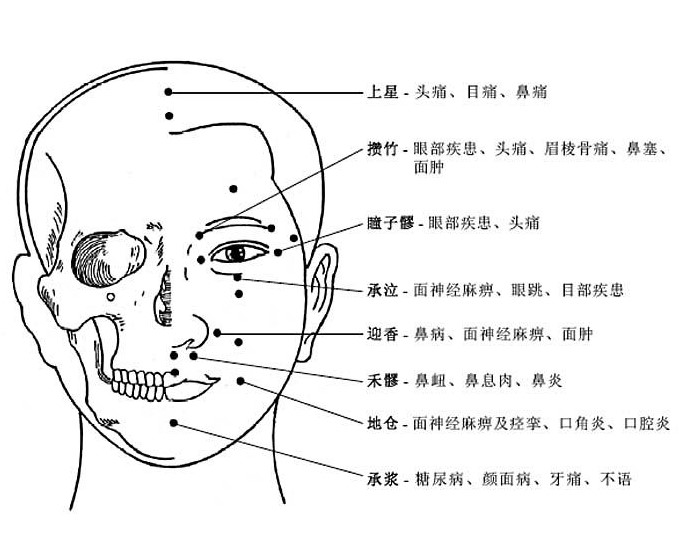 头部穴位