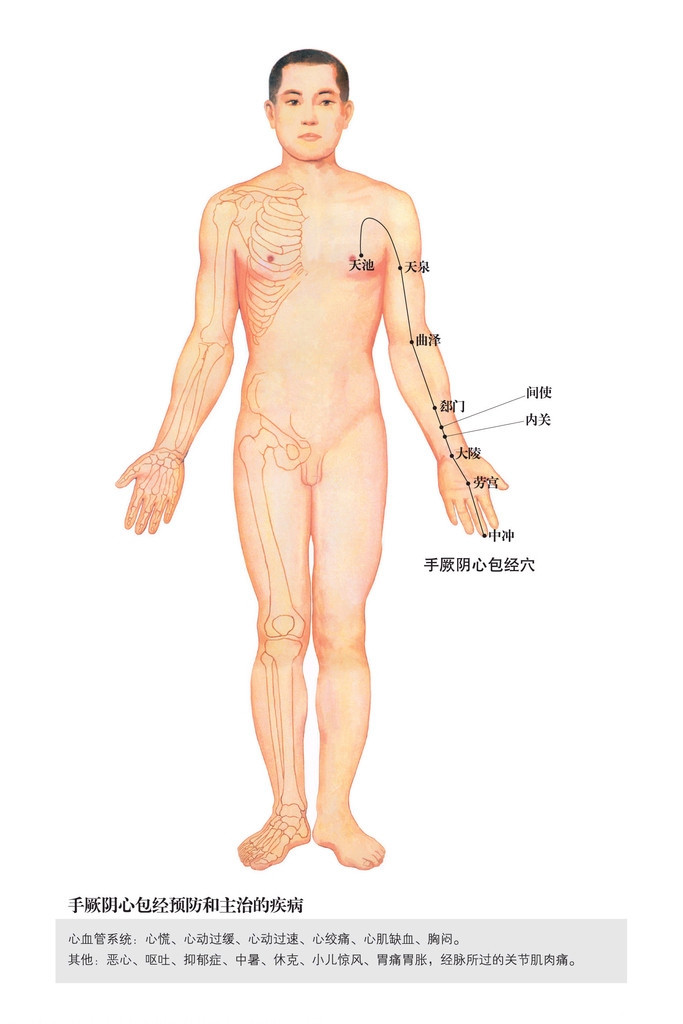 手厥阴心包经