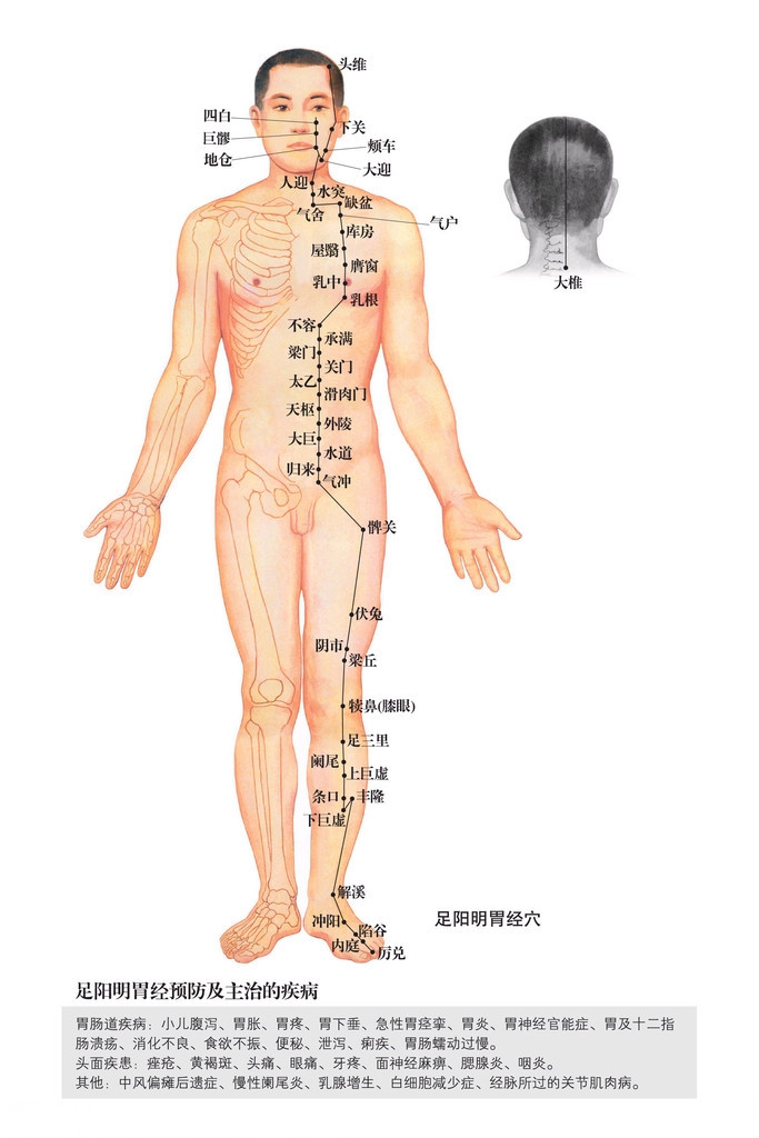 足阳明胃经